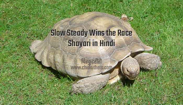 Slow Steady Wins the Race Shayari in Hindi
