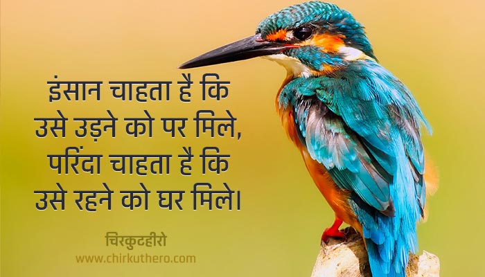 Birds Shayari