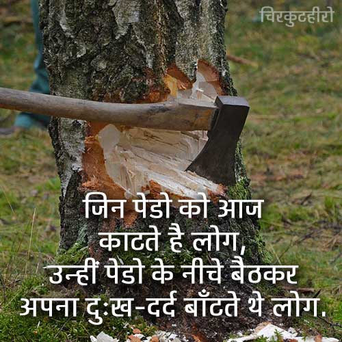 Tree Shero Shayari