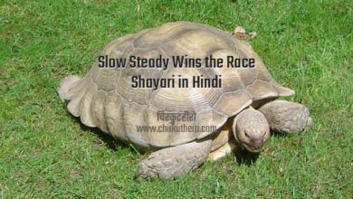 Slow Steady Wins the Race Shayari in Hindi