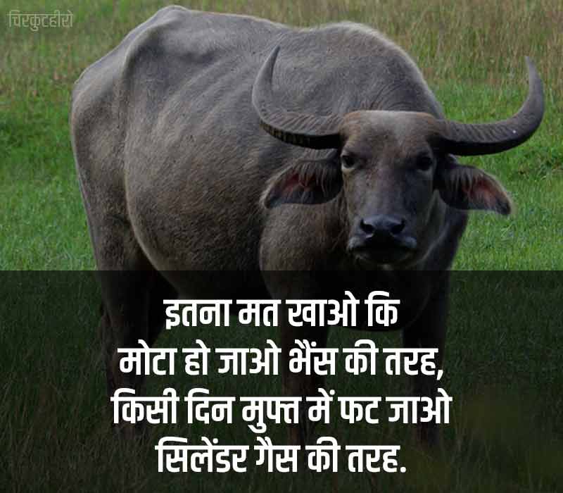 bhains-shayari