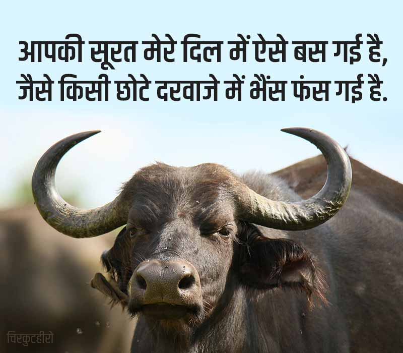 Buffalo Shayari in Hindi