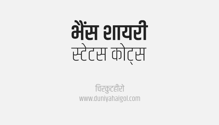 Buffalo Shayari Status Quotes in Hindi
