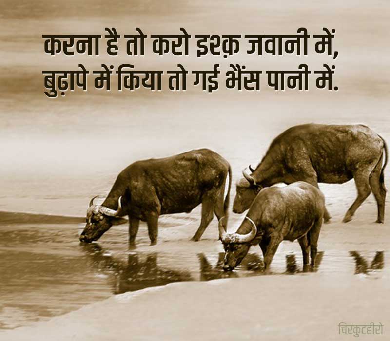 Buffalo Status in Hindi